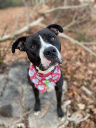 EDIT: Wolverine has been adopted! Happy tuesssssssday. Meet our little  friend, Wolverine. This young python was found at our local Walmart  chillin'
