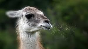 4k ultra hd 8k ultra hd. Free Download Funny Spitting Llama 1920 X 1080 1920x1080 For Your Desktop Mobile Tablet Explore 47 Llama Desktop Wallpaper Hd Llama Wallpaper