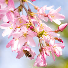 Weeping flowering cherry tree uk. Prunus Subhirtella Pendula Rubra Weeping Flowering Cherry Tree