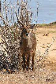 Potete farmi un elenco con alcuni nomi femminili africani? Animali Africani Dalla A Alla Z