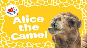 This children song might seem a little grim, but, hey, it sure is catchy. Alice The Camel Has Five Humps Animal Song Children Love To Sing Youtube