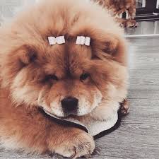 Maybe you would like to learn more about one of these? Pinterest Adiaw Goals Chic Fleek Onfleek Luxury Beauty Beautiful Pretty Chowchow Puppy Puppies C Cute Fluffy Dogs Chow Chow Puppy Fluffy Dogs