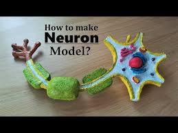 How To Make Neuron 3d Model Using Thermocol Youtube Tecnologia Para Ninos Maqueta De Neurona Manualidades Educativas