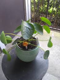 Curling leaves are a really common issue with pilea peperomioides houseplants. New Pilea Should I Be Concerned About The Leaves Curling Out Like That Ppeperomioides
