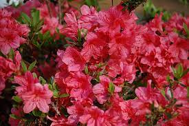 Sep 04, 2018 · bushes and shrubs tie a landscape together. The Handy Guide To Finding The Best Shade Plants In North Texas