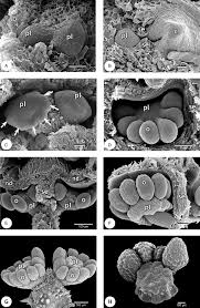 Image result for Mitrasacmopsis