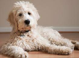 Use the search tool below and we recommend you rescue a goldendoodle (or any dog) before you buy a puppy from a breeder. Mini Goldendoodle Rescue Mini Goldendoodle