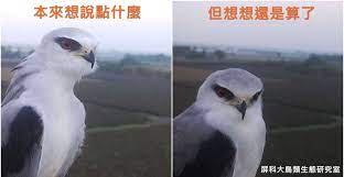 在屏東鳳梨田的梗圖黑翅鳶 猛禽 148694 癮科技cool3c animals formosa owl