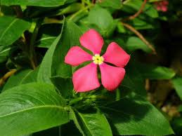 Image result for Catharanthus