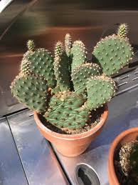 Google.com/… of course the grocers may spray prickly pear pads the pads for use as food, as found in most stores, are stored in conditions unsuitable for root growth. Cactus Pad Wrinkled Cactus
