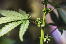 Kommt auf viele faktoren an, wann sie ihr geschlecht zeigt. Die Mannliche Hanfpflanze Geschlecht Erkennen Dr Greenthumb