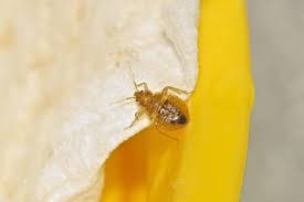 Bed bug bites appear as red, itchy bumps on the skin, usually on the arms or shoulders and are typically the first sign that you have be bugs. Which Season Is Worst For Bed Bugs Bed Bug Control