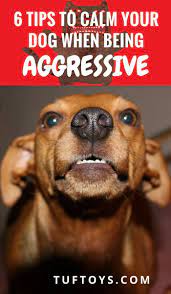 How To Calm A Dog Down When He S Being Aggressive Puppy Training Biting Dog Training Obedience Aggressive Dog