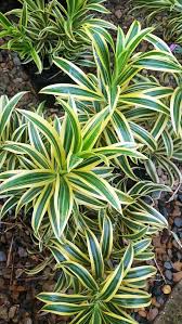 Dracaena reflexa plant to bring color into your space and make it welcoming. Song Of India Dracaena Reflexa Variegata 1 Plants 1 Etsy Plants Shrubs For Landscaping Tropical Plants