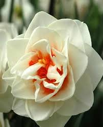 Daffodil Acropolis In 2020 Narcissus Flower Spring Flowering Bulbs Daffodil Flower