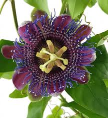 Diese ist nicht zu verwechseln mit. Passiflora Marijke Passionsblume Kaufen Fangblatt Karnivorenshop