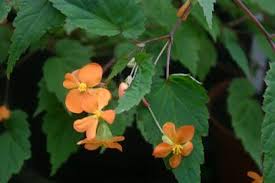 Image result for Begonia sutherlandii