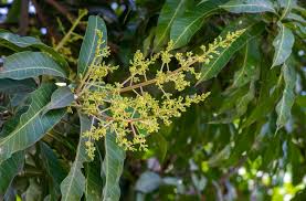 Image result for Mangifera indica