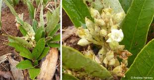 Image result for Parinari capensis