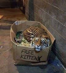 Tiger In Box Free Kitten Google Search Funny Animal Memes Animal Memes Animals