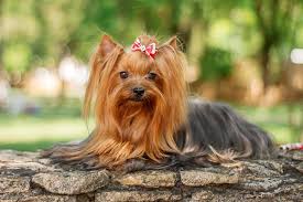Check spelling or type a new query. Yorkshire Terrier Yorkie Dog Breed Information