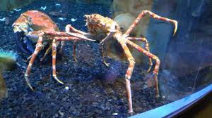 It has the largest leg span of any arthropod. Huge Japanese Spider Crab Attacking Tasmanian Giant Crab Youtube
