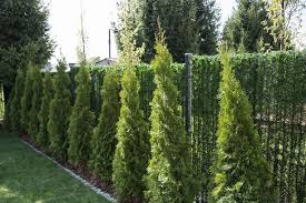 {yahoo} {ask} dating freundin nummer free. Einfacher Und Preiswerter Sichtschutz Schluss Mit Den Lastigen Nachbarschaft Blicken