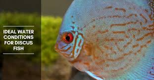 Ideal Water Conditions For Discus Fish Temperature Ph Hardness Tds In 2020 Discus Fish Aquarium Set Fish Plants