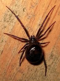 Black And White Biting Insect Uk Steatoda Grossa Female Australia Britain Usa Bed Bug Bites Sea Spider Arachnids