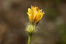 Image result for Crepis urundica