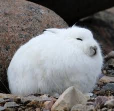 It has long claws on all four feet, but these on its hind legs are especially long, to allow is to dig into packed ice and snow when it runs and to make a hole for shelter. Arctic Bunny Aww Arctic Hare Baby Rabbits For Sale Cute Animals