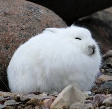 Their heads are longer and larger than a regular rabbit but their ears are arctic hares are not snow rabbits as they are a different species from a rabbit. Arctic Bunny Aww Arctic Hare Cute Animals Baby Rabbits For Sale