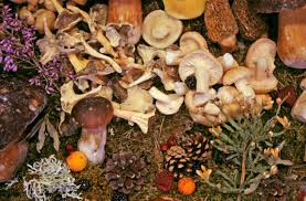 Pour éviter ces confusions, vous trouverez les critères sur lesquels vous baser pour déterminer les champignons mortels dans leurs fiches descriptives. Intoxications Par Les Champignons Planete Sante