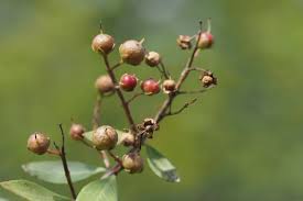 Image result for Lawsonia