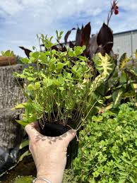 Image result for Marsilea