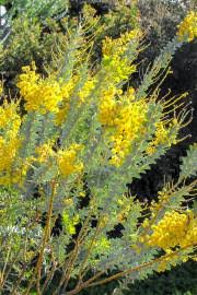 Image result for Acacia abyssinica