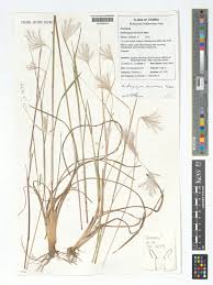 Image result for Andropogon eucomus