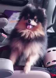 Yeontan Mascotas Fotos De Perritos Tiernos Animales