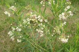 Image result for Gomphocarpus physocarpus