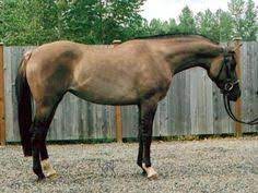 25 Horses Ideas Horses Grulla Horse Horse Coloring