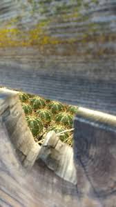 Zhanjiang ziyi horticulture co., ltd. C J Cactus Nursery 2369 E Vista Way Vista Ca Nurseries Mapquest
