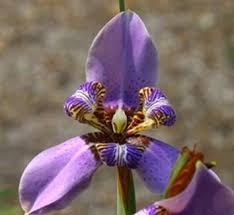 Image result for Neomarica northiana