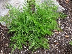 Image result for Lastreopsis vogelii