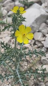 Image result for Argemone mexicana