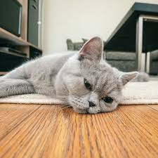 The tendency is for the owner to leave a big bowl of food in the morning, thinking that it will be enough until he or she comes home at night. Why Is My Cat Throwing Up Yellow Liquid