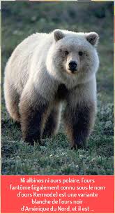 Que cache l'ours polaire ? Pin On Decorations De Plage