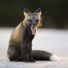 Black And Orange Fox Breed Pin On Foxes