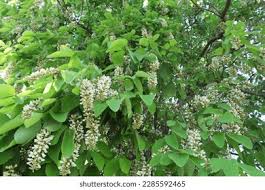 Image result for Millettia