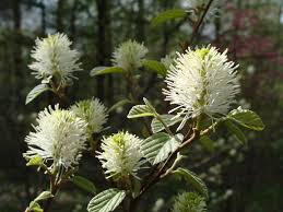 Image result for Hamamelidaceae