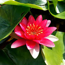 Image result for Nymphaea heudelotii